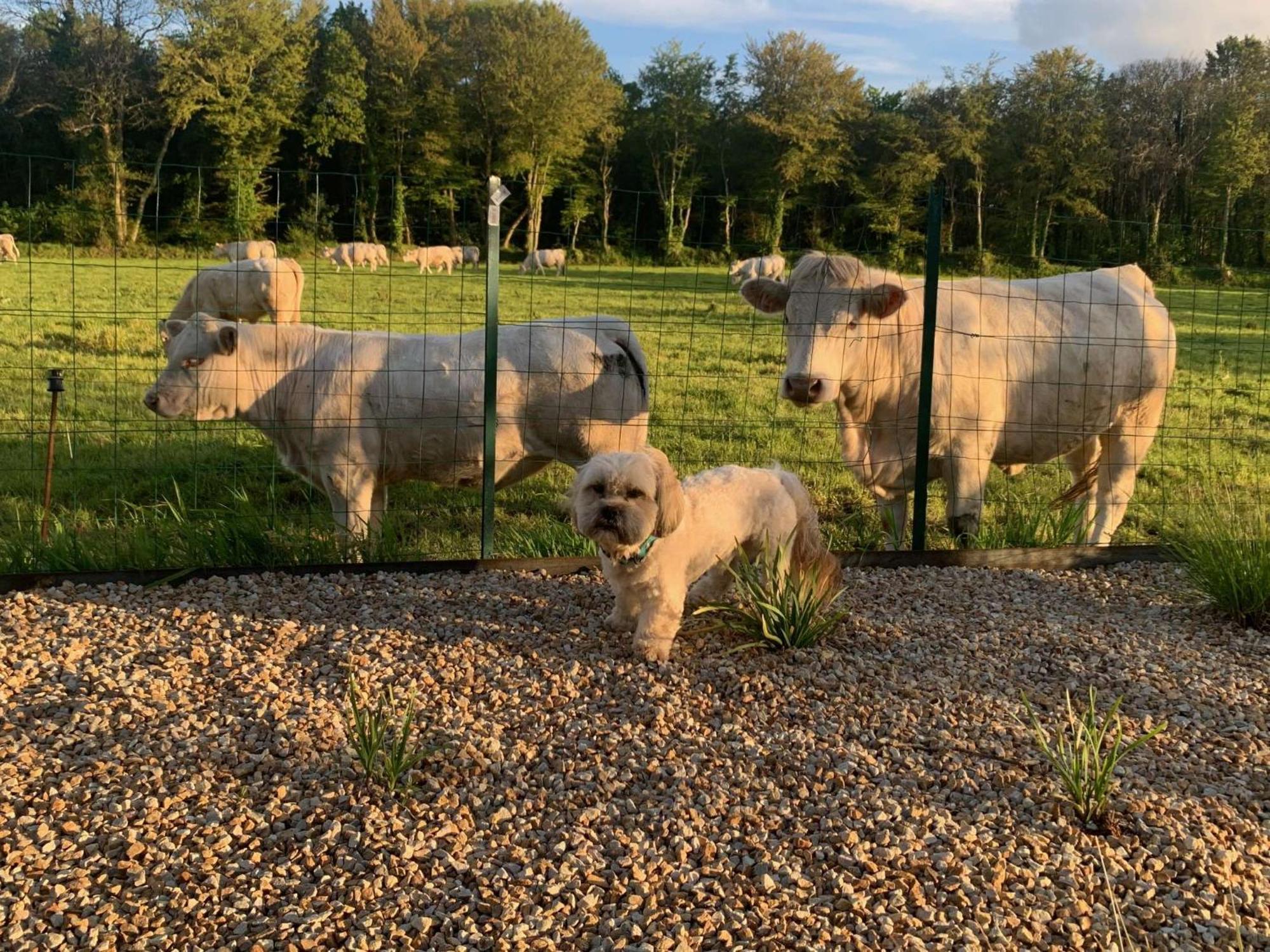 Brit Hotel Lannion-Perros Guirec Екстер'єр фото